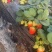 宁玉草莓