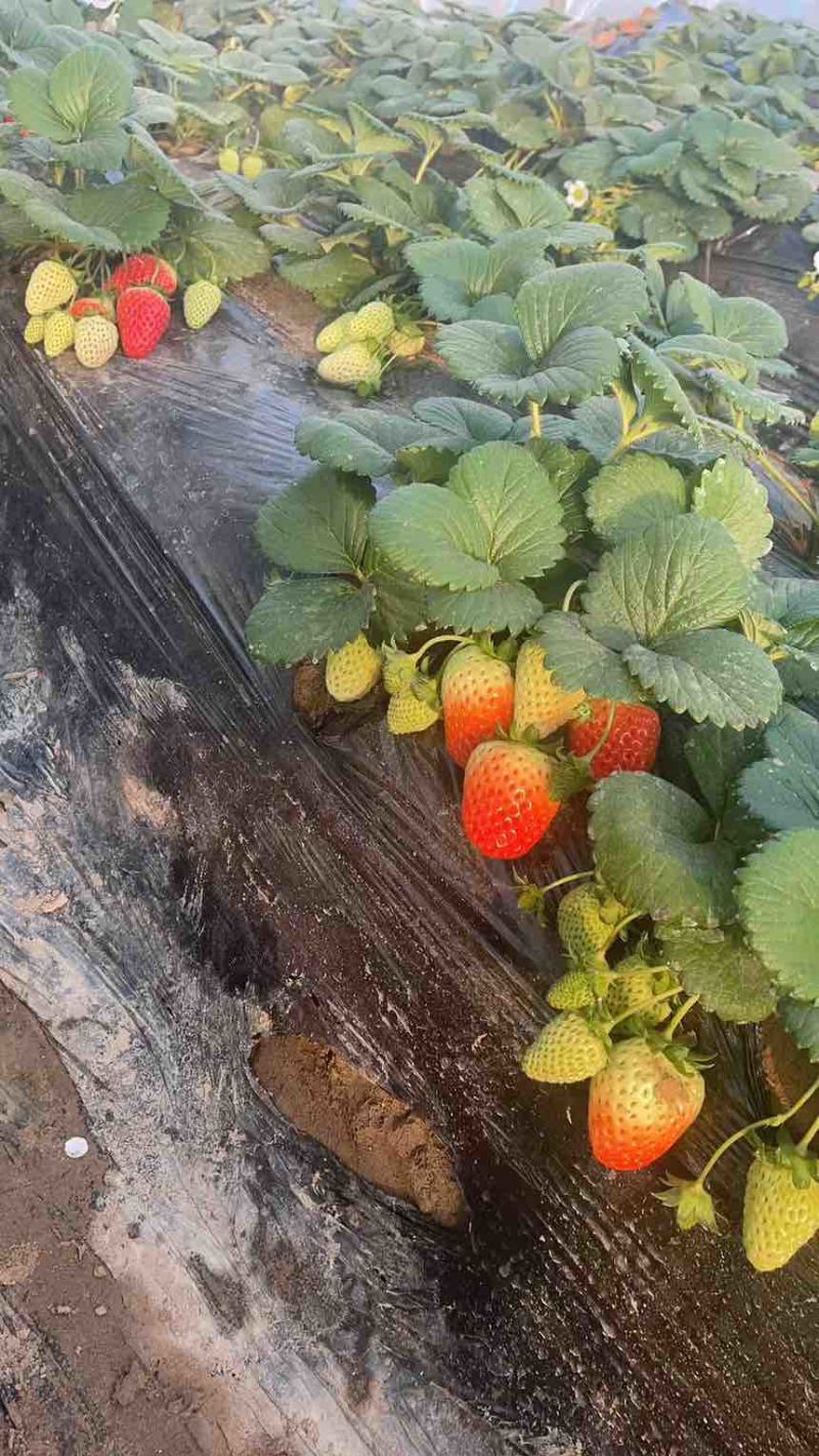 宁玉草莓