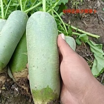 正宗沙窝萝卜产地直发。货源充足，质量保证