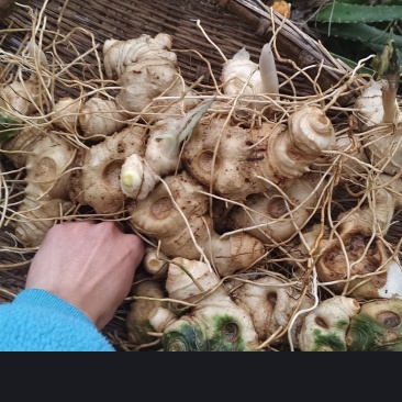 多花不倒苗滇黄精
