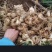 多花不倒苗滇黄精