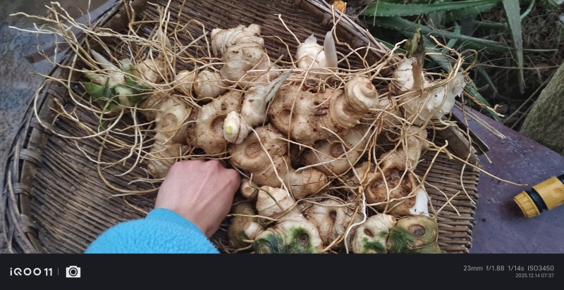 多花不倒苗滇黄精