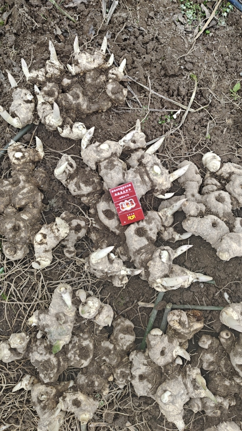 多花不倒苗滇黄精
