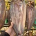 风干腊货