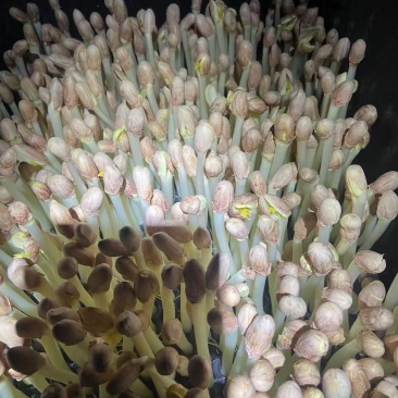 水培花生芽