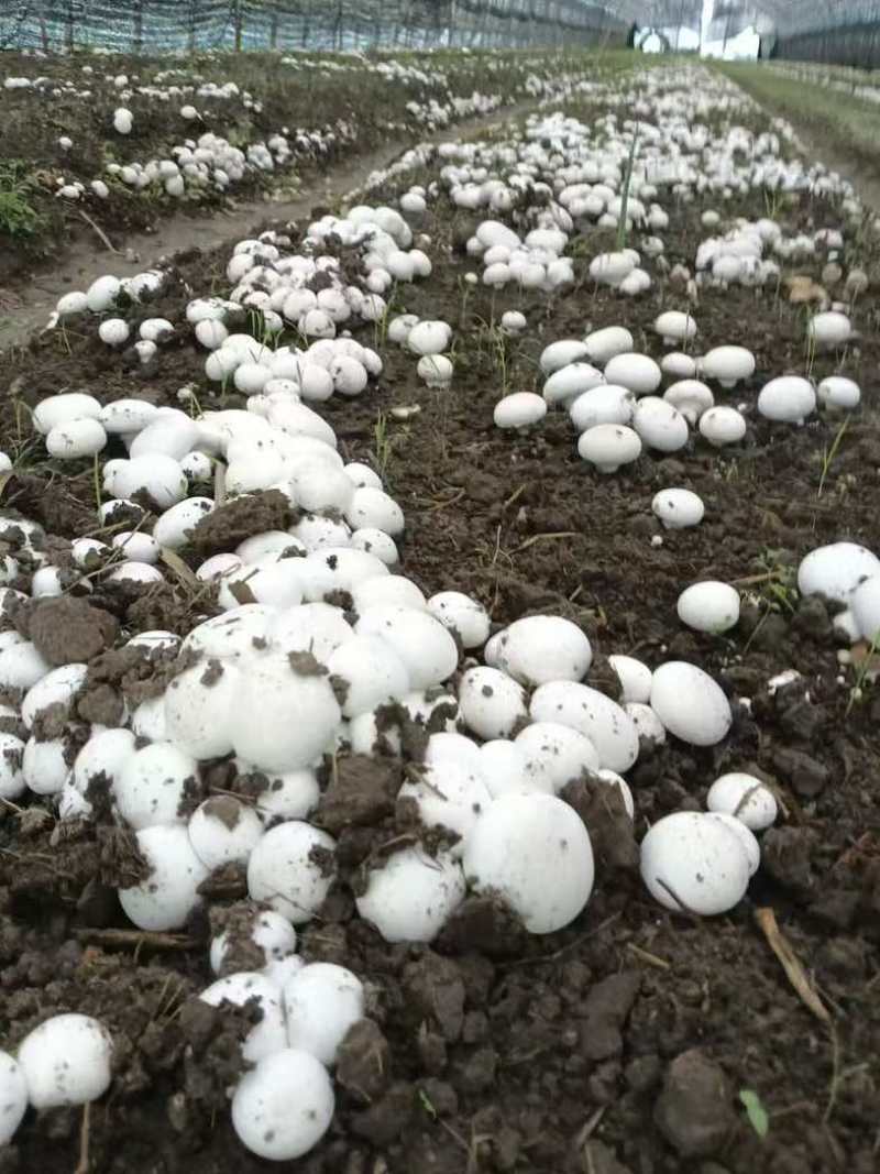双孢菇菌种成品料原料盖上覆土浇上水就能出菇