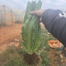 云南蔬菜大利