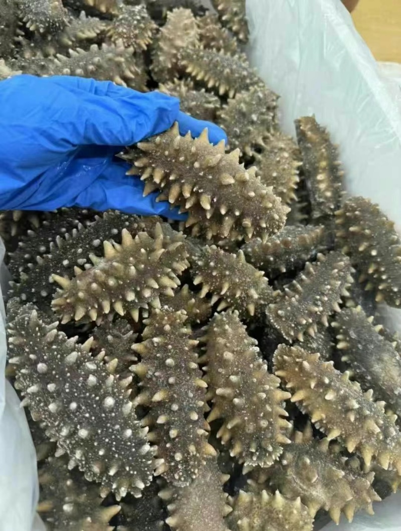 威海海参