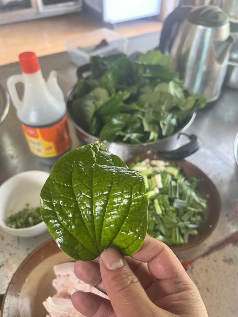 野生哈篓叶