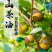 正宗山茶油