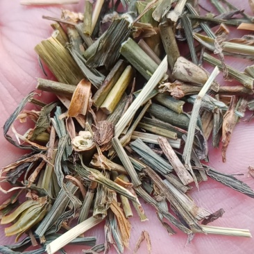 中药材，瞿麦
