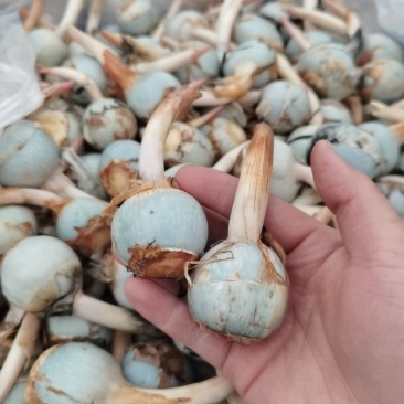云南新鲜慈姑