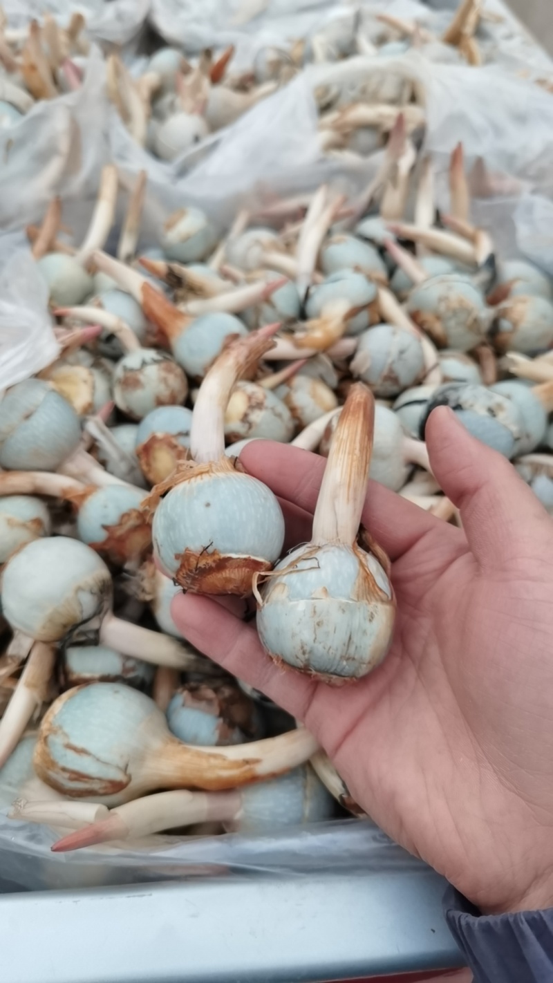 云南新鲜慈姑