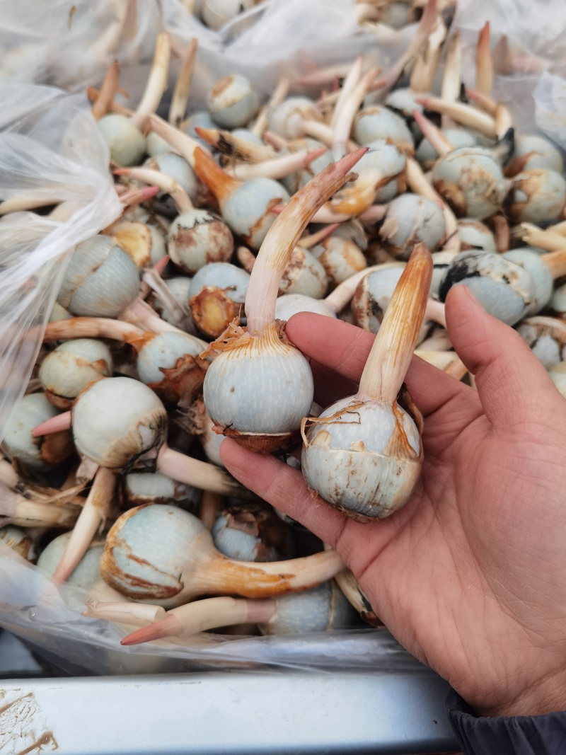 云南新鲜慈姑