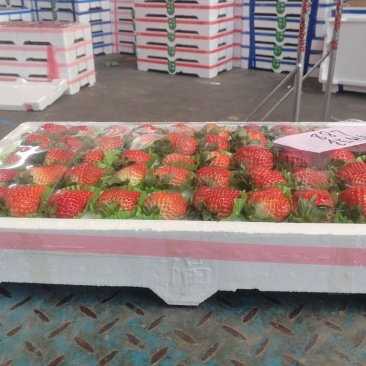 山东济南市历城区甜宝草莓
