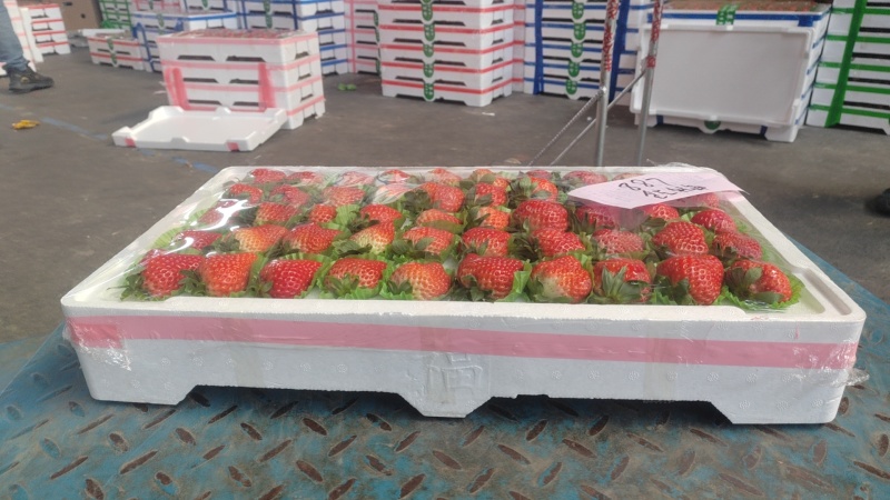 山东济南市历城区甜宝草莓