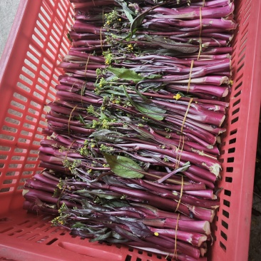 本地各种新鲜的疏菜，