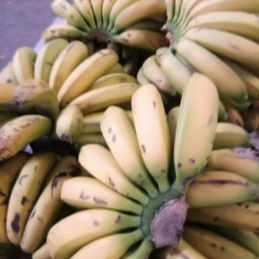 云南梁河老品种黄心香蕉