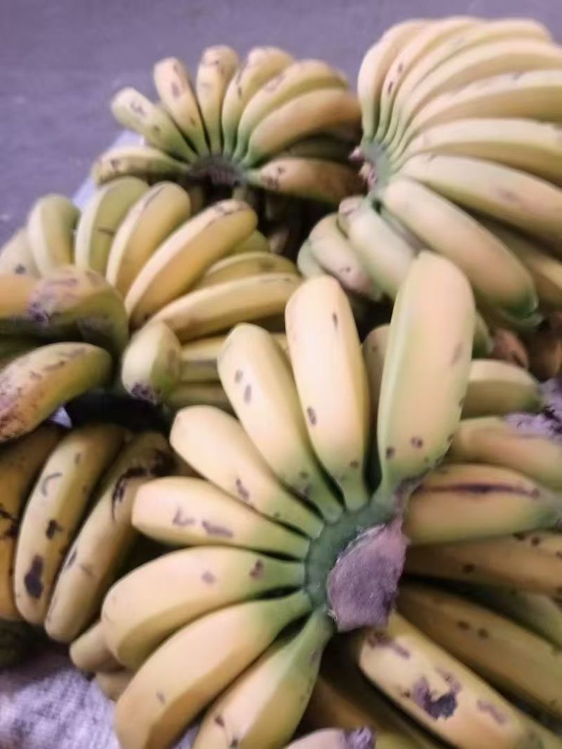 云南梁河老品种黄心香蕉