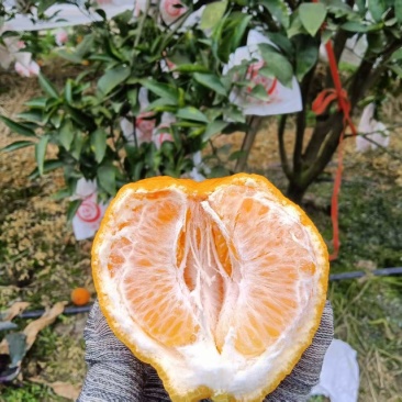 耙耙柑