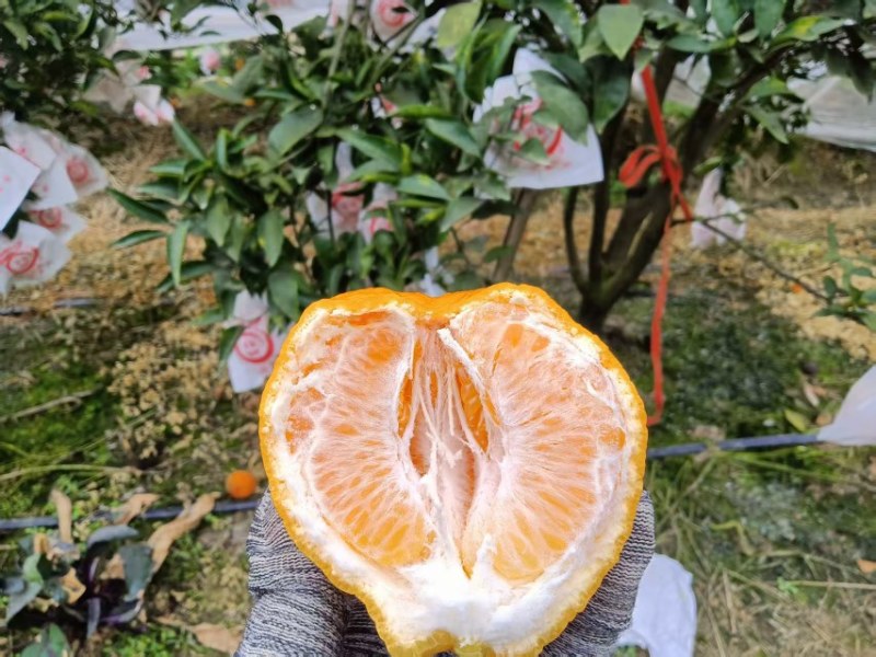 耙耙柑