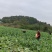 松花菜