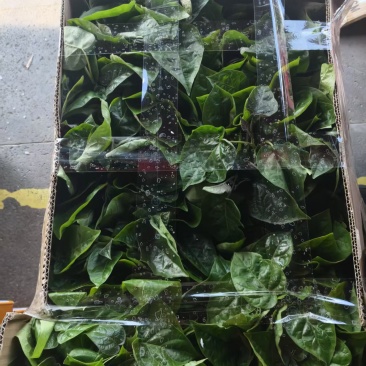 云南树番茄苗