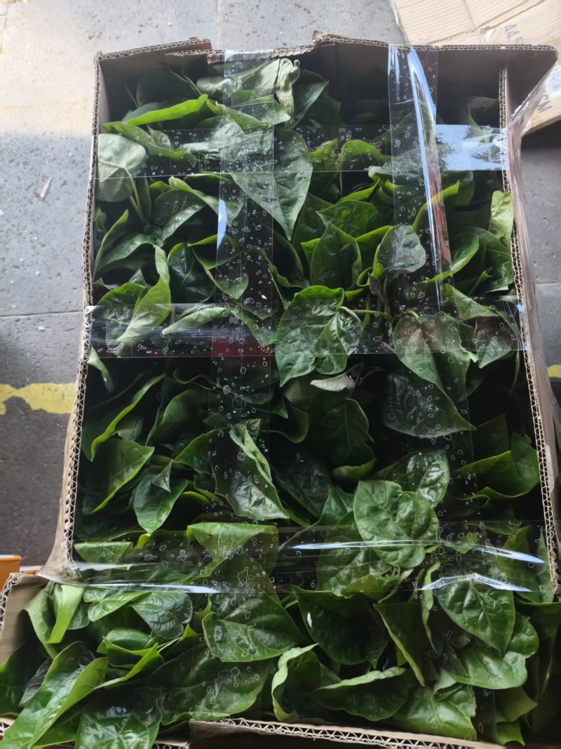 云南树番茄苗