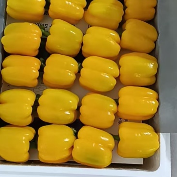 黄彩椒红彩椒精品高通撅子大量有货寿光当地蔬菜