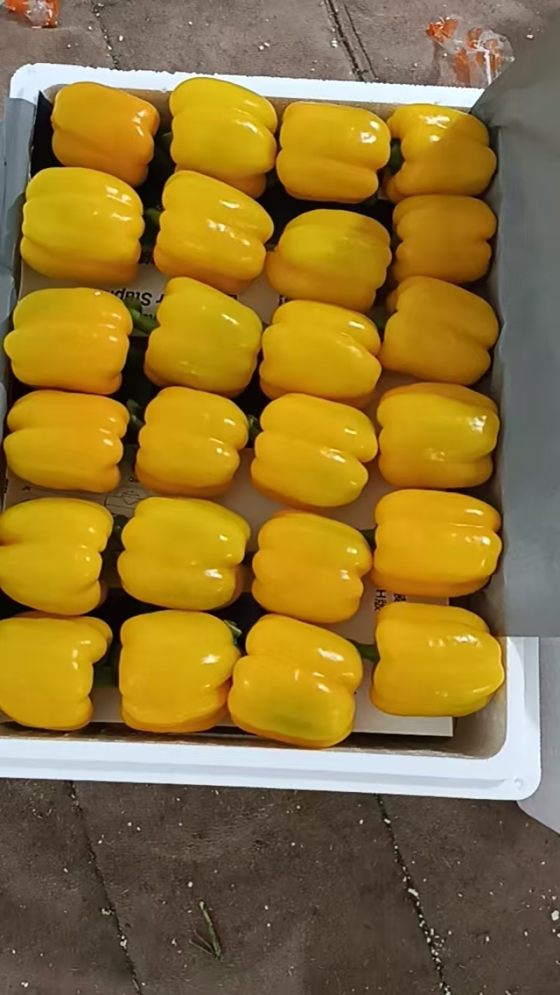 黄彩椒红彩椒精品高通撅子大量有货寿光当地蔬菜