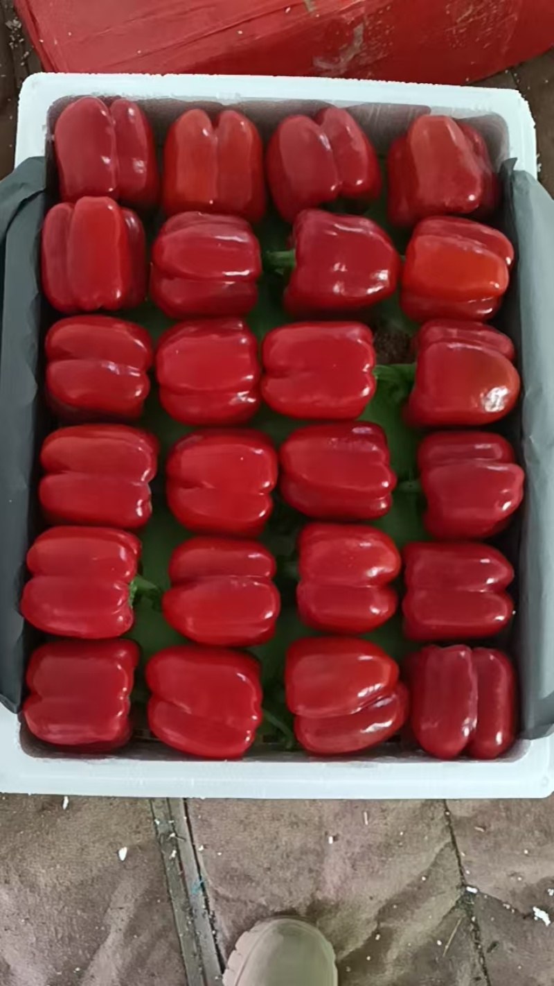 黄彩椒红彩椒精品高通撅子大量有货寿光当地蔬菜