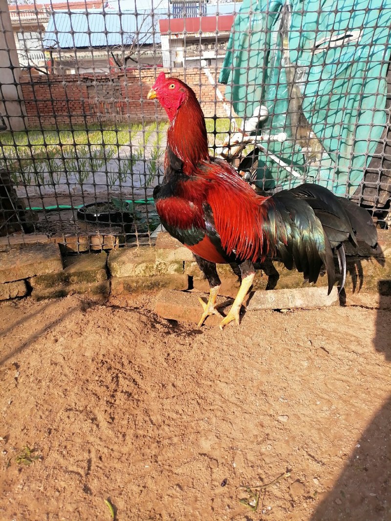 红中原斗鸡种蛋