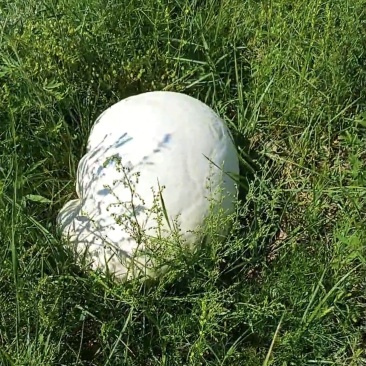 马勃（内蒙古锡林郭勒大草原马粪包草原急救宝）