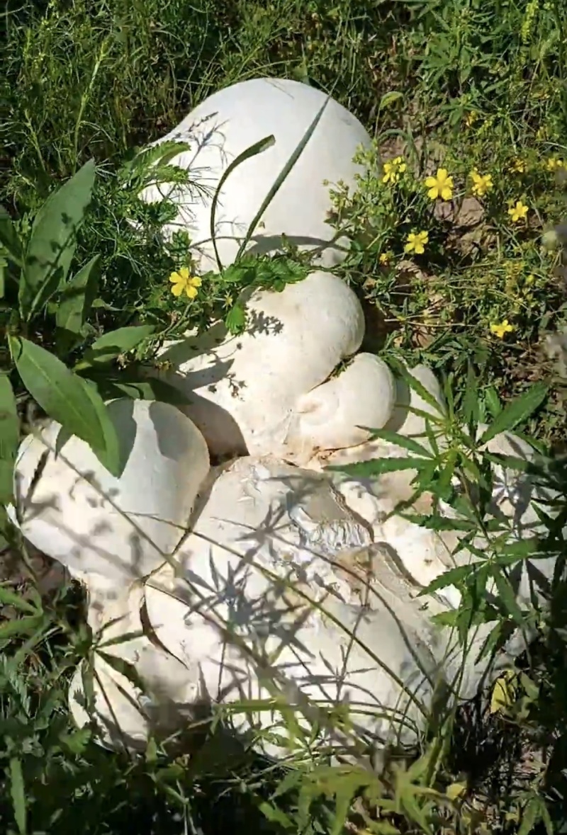马勃（内蒙古锡林郭勒大草原马粪包草原急救宝）