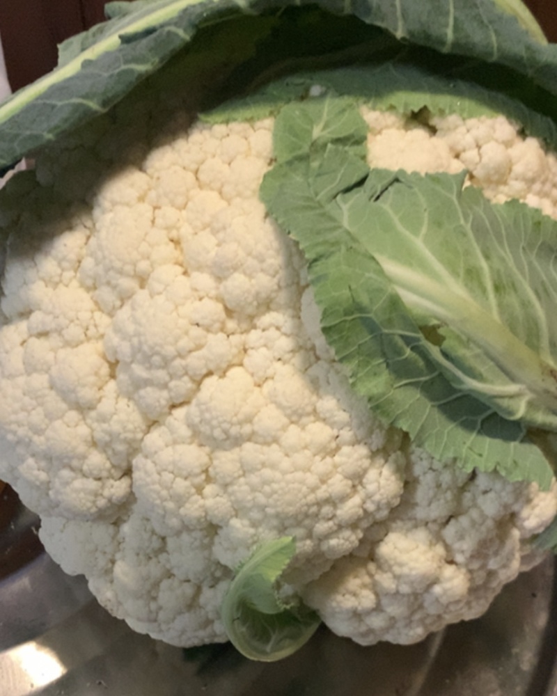 温州白花菜现货