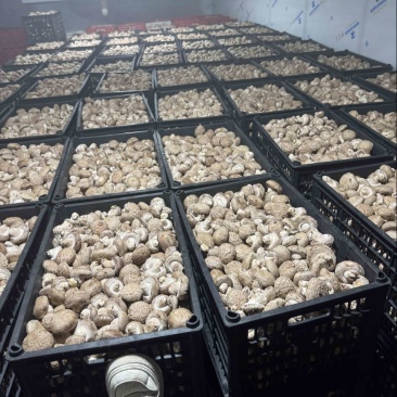 鲜香菇。