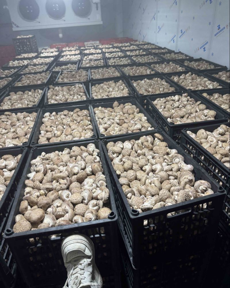 鲜香菇。
