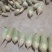 青萝卜水果萝卜白萝卜胡萝卜