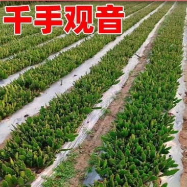 千手观音仙人掌现挖现发基地直发有需要的联系