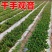 千手观音仙人掌现挖现发基地直发有需要的联系