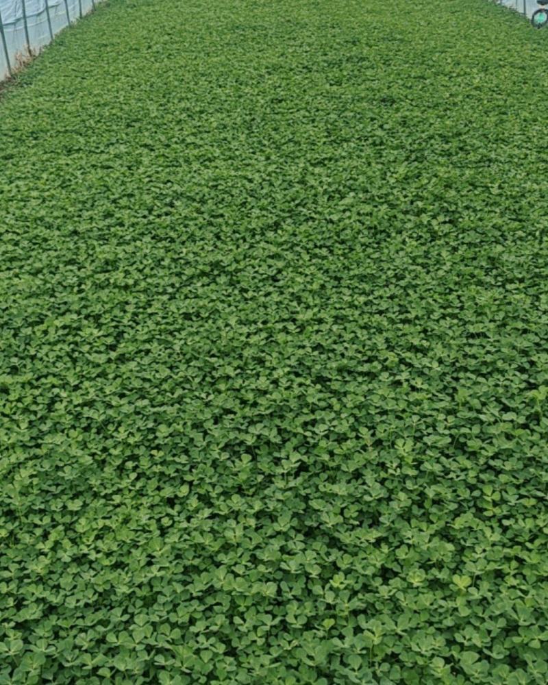 草头秧草金花菜