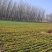胡萝卜