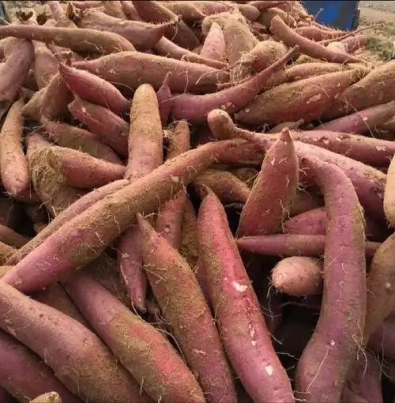 陕西板栗薯大量上市量大价优货真价实一手货源欢迎联系