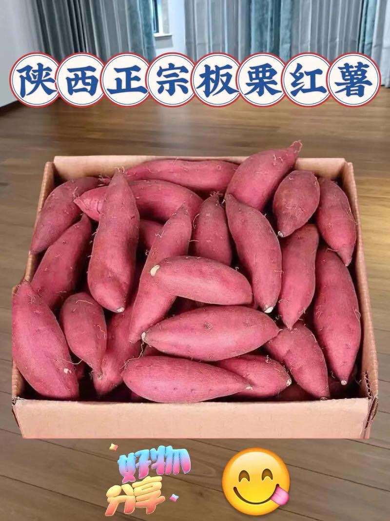 陕西板栗薯大量上市量大价优货真价实一手货源欢迎联系