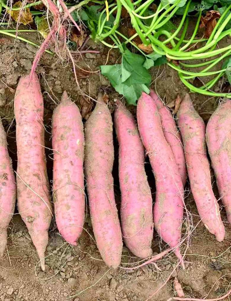 陕西板栗薯大量上市量大价优货真价实一手货源欢迎联系