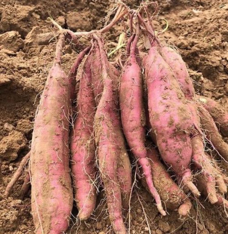 陕西板栗薯大量上市量大价优货真价实一手货源欢迎联系