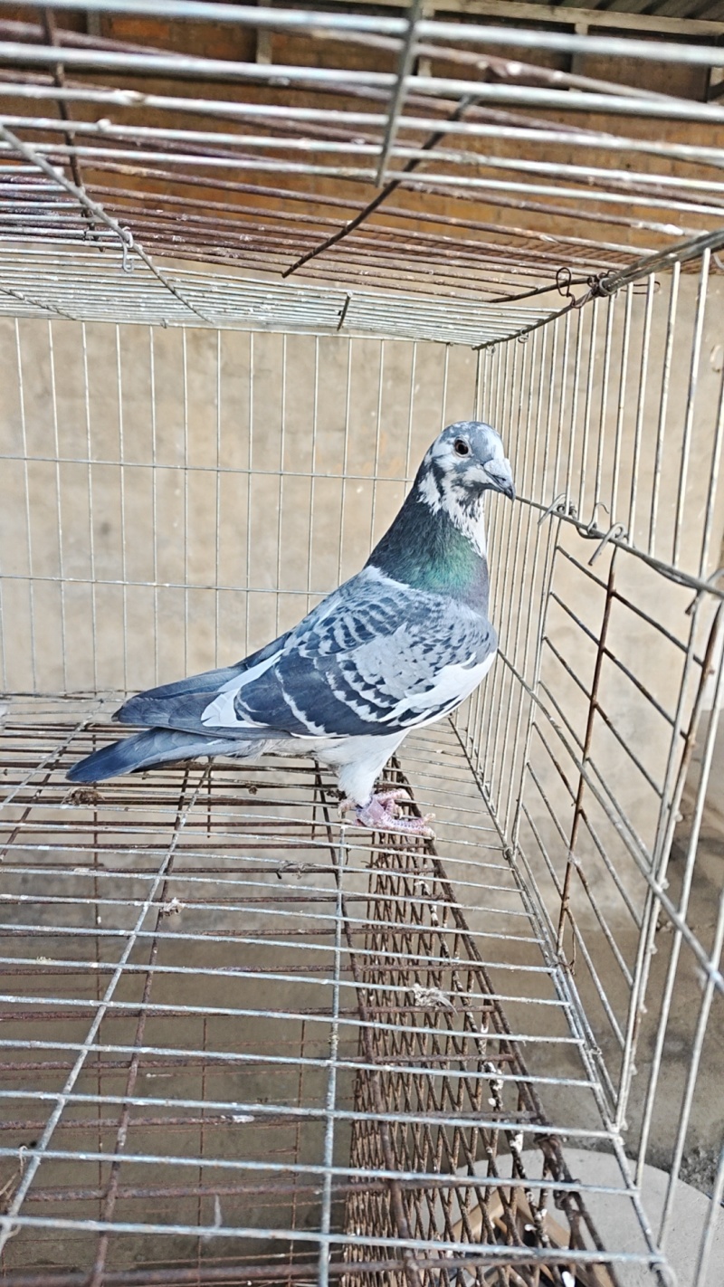 天落鸟