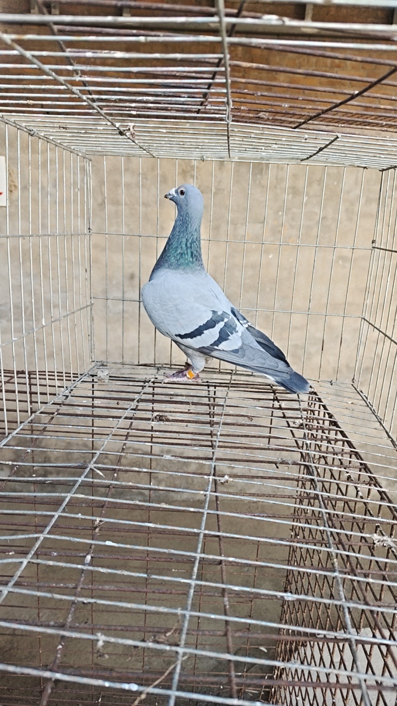 天落鸟