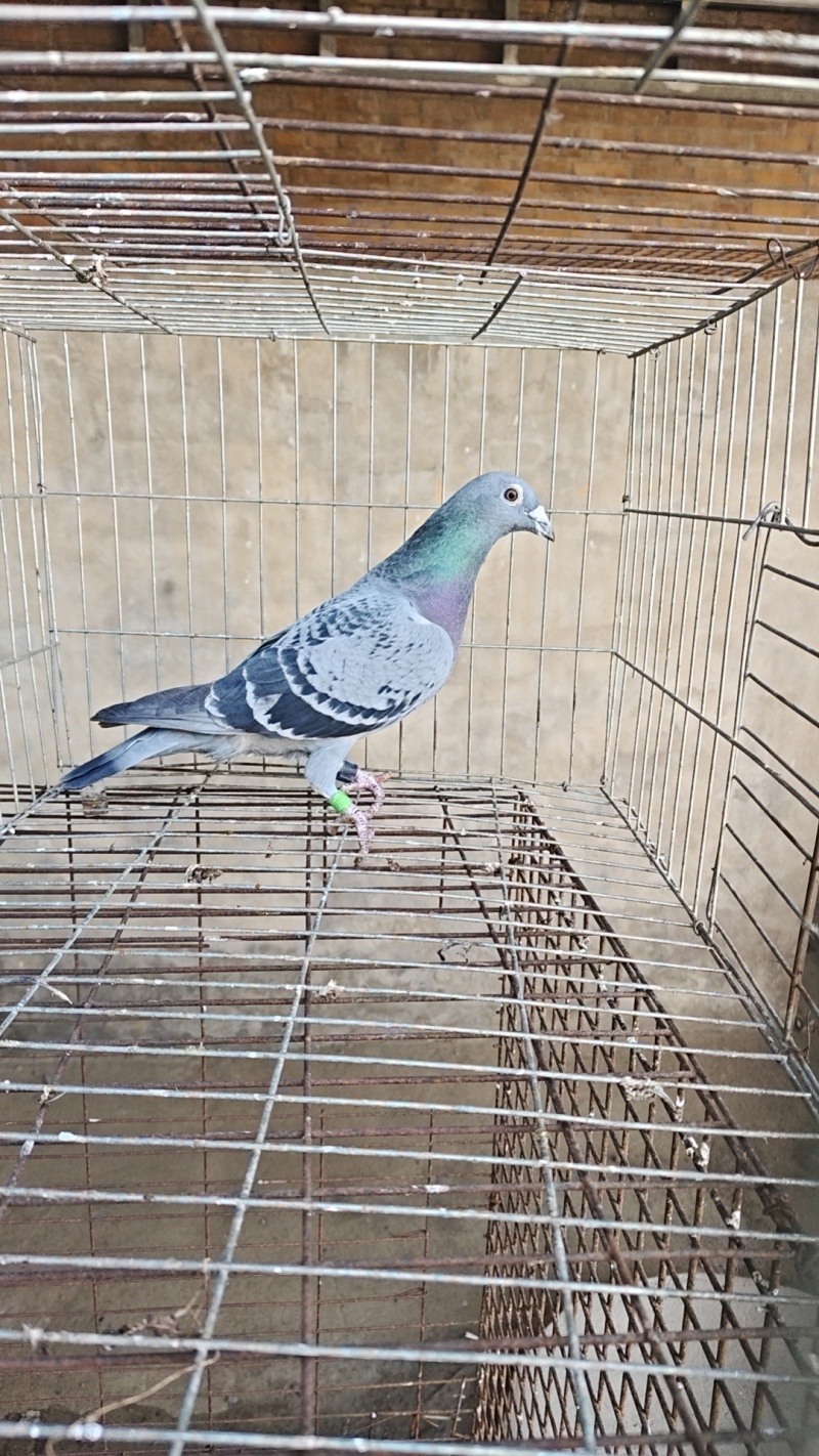 天落鸟