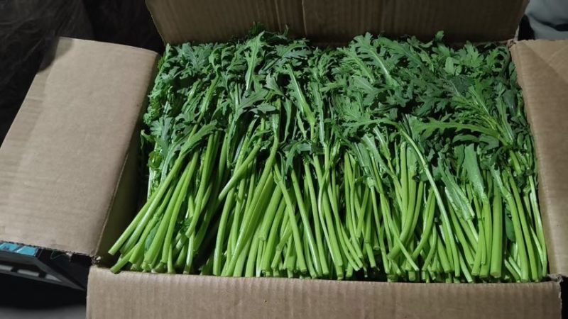 茼蒿1.5/箱